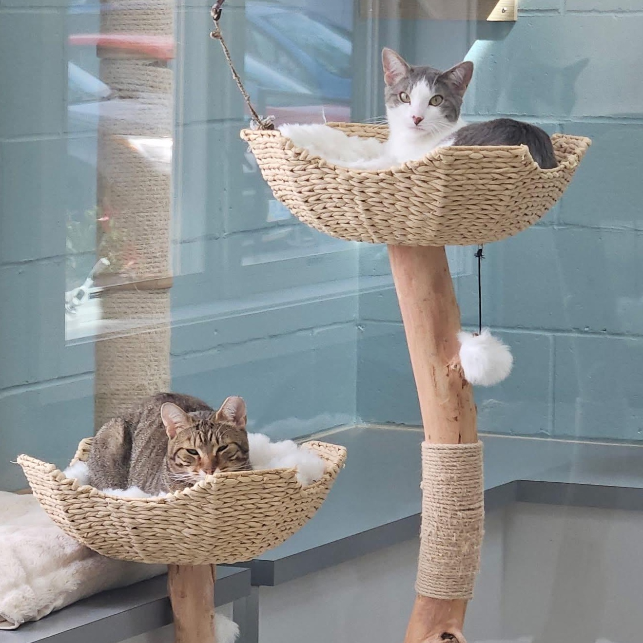 Enlarge Oliver, a Adoptable Domestic Short Hair in Charlestown, RI image 3/6