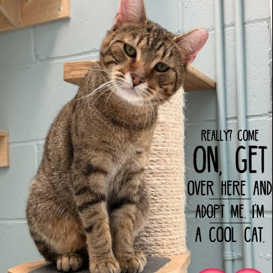 Enlarge Oliver, a Adoptable Domestic Short Hair in Charlestown, RI image 2/6