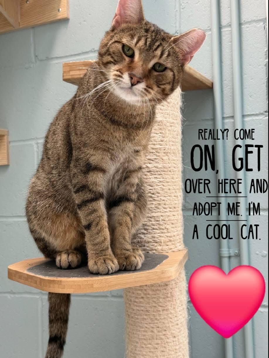 Enlarge Oliver, a ADOPTABLE Domestic Short Hair in Charlestown, RI image 2/4