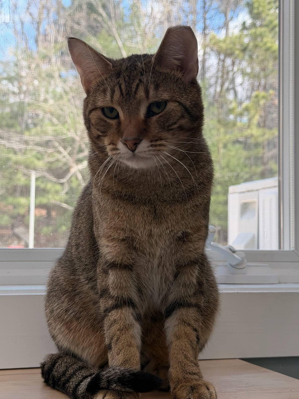 Oliver, ADOPTABLE, Young Male Domestic Short Hair.