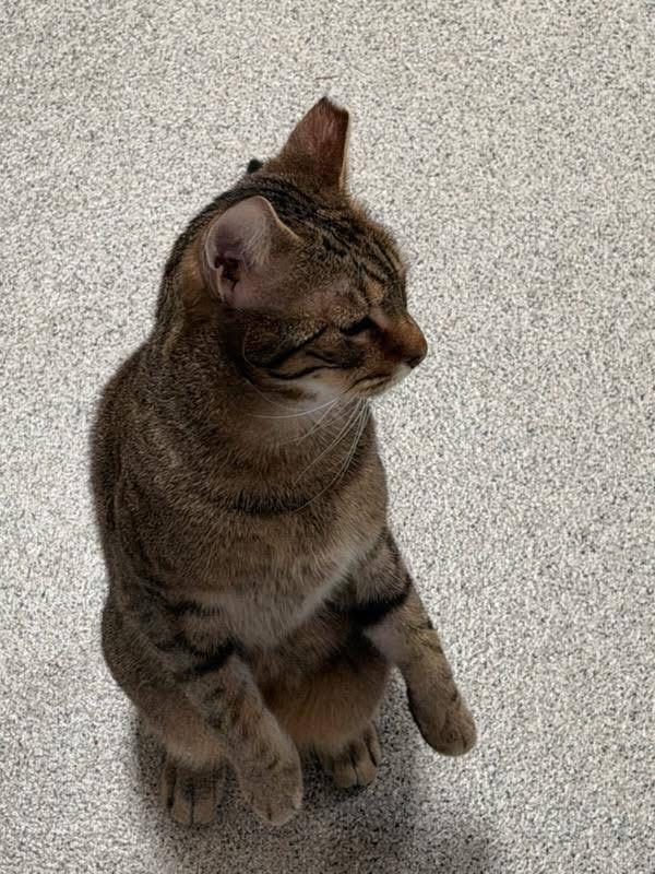 Enlarge Oliver, a ADOPTABLE Domestic Short Hair in Charlestown, RI image 4/4