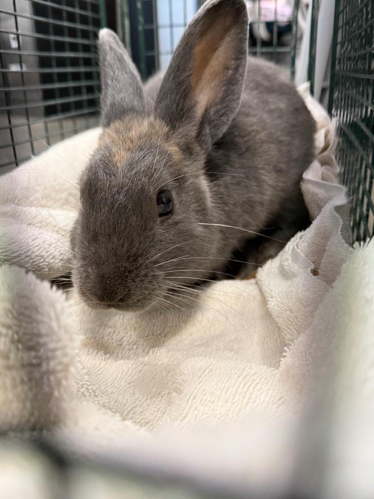 Enlarge Cocoa, a Adoptable American in Clarksville, TN image 1/1