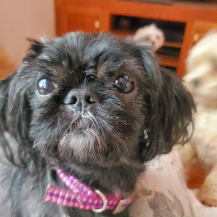 Lily - COMING SOON, Adopted, Young Female Shih Tzu.