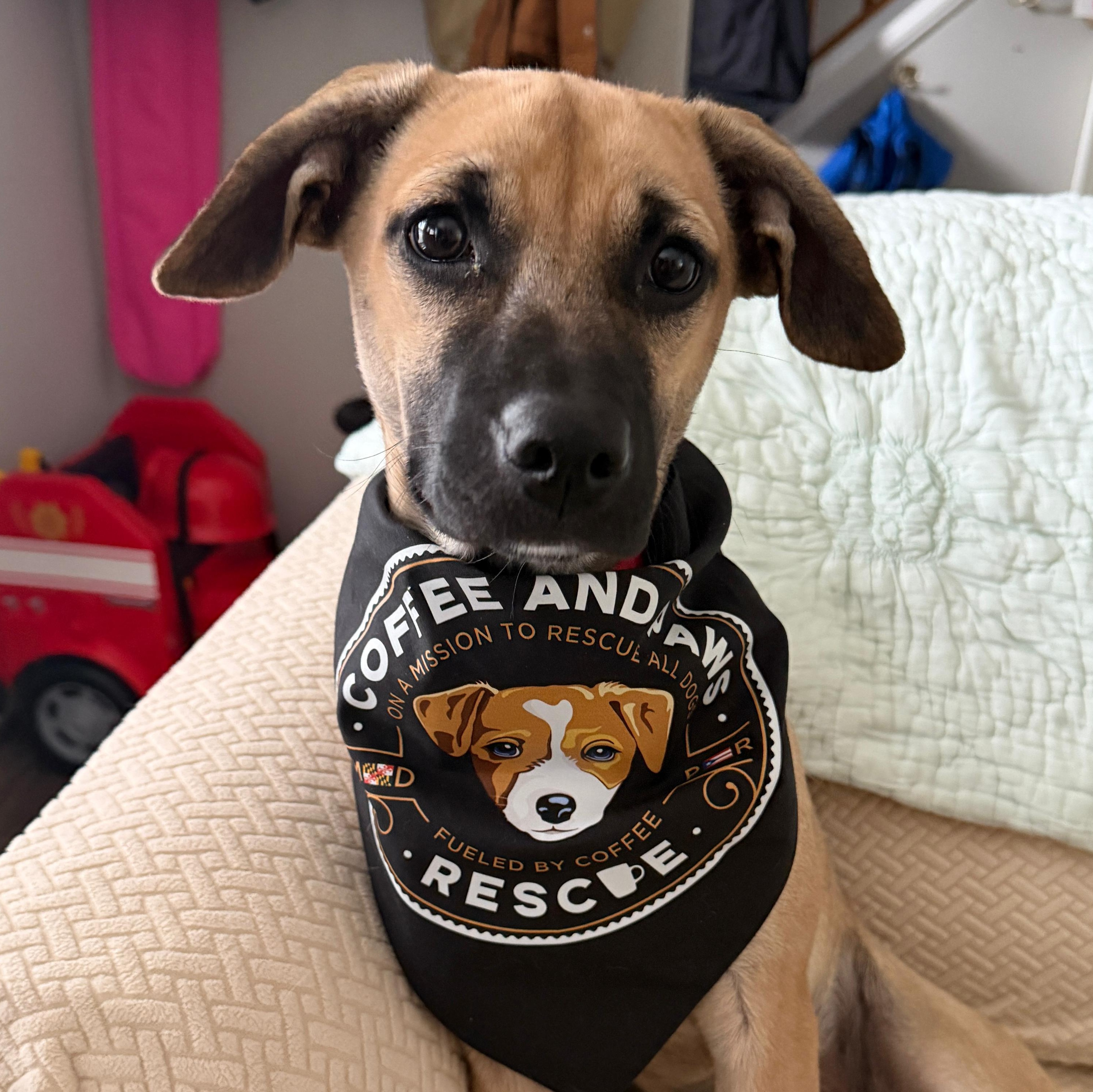 Lulu, Adoptable, Puppy Female Shepherd.