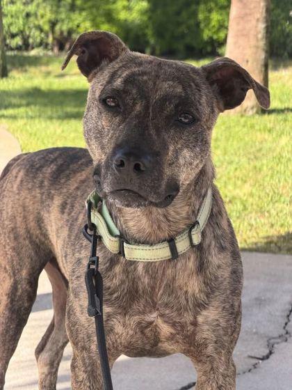 Tucker - 2, Adoptable, Adult Male Mixed Breed & Mixed Breed.