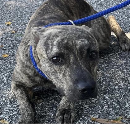 Enlarge Tucker - 2, a Adoptable mixed breed in Daytona Beach, FL image 1/2