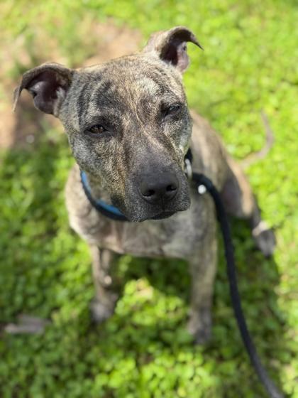 Enlarge Tucker - 2, a Adoptable mixed breed in Daytona Beach, FL image 2/2
