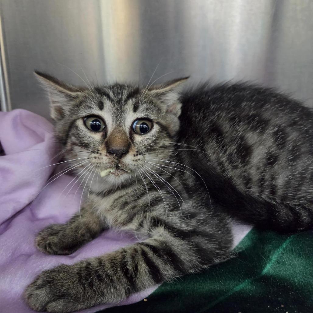 Barley, Adoptable, Kitten Male Domestic Short Hair.