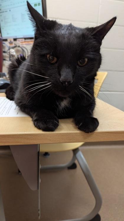 Salem, Adoptable, Senior Male Domestic Short Hair.