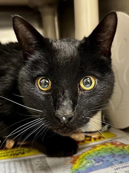 Enlarge Salem, a Adoptable mixed breed in Wichita, KS image 2/2