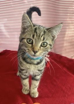 Enlarge Snickers, an adopted mixed breed in Morganton, NC image 3/3