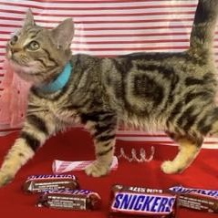 Enlarge Snickers, an adopted mixed breed in Morganton, NC image 1/3