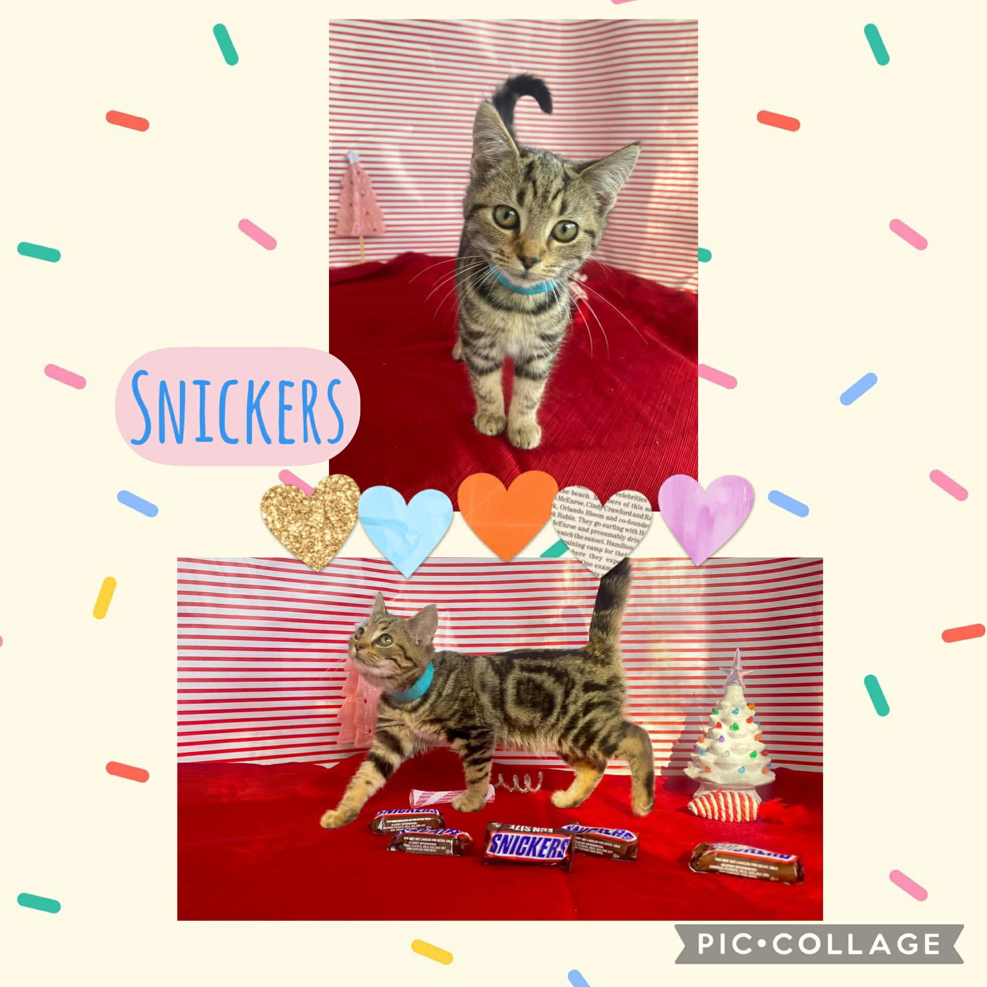 Enlarge Snickers, an adopted mixed breed in Morganton, NC image 2/3