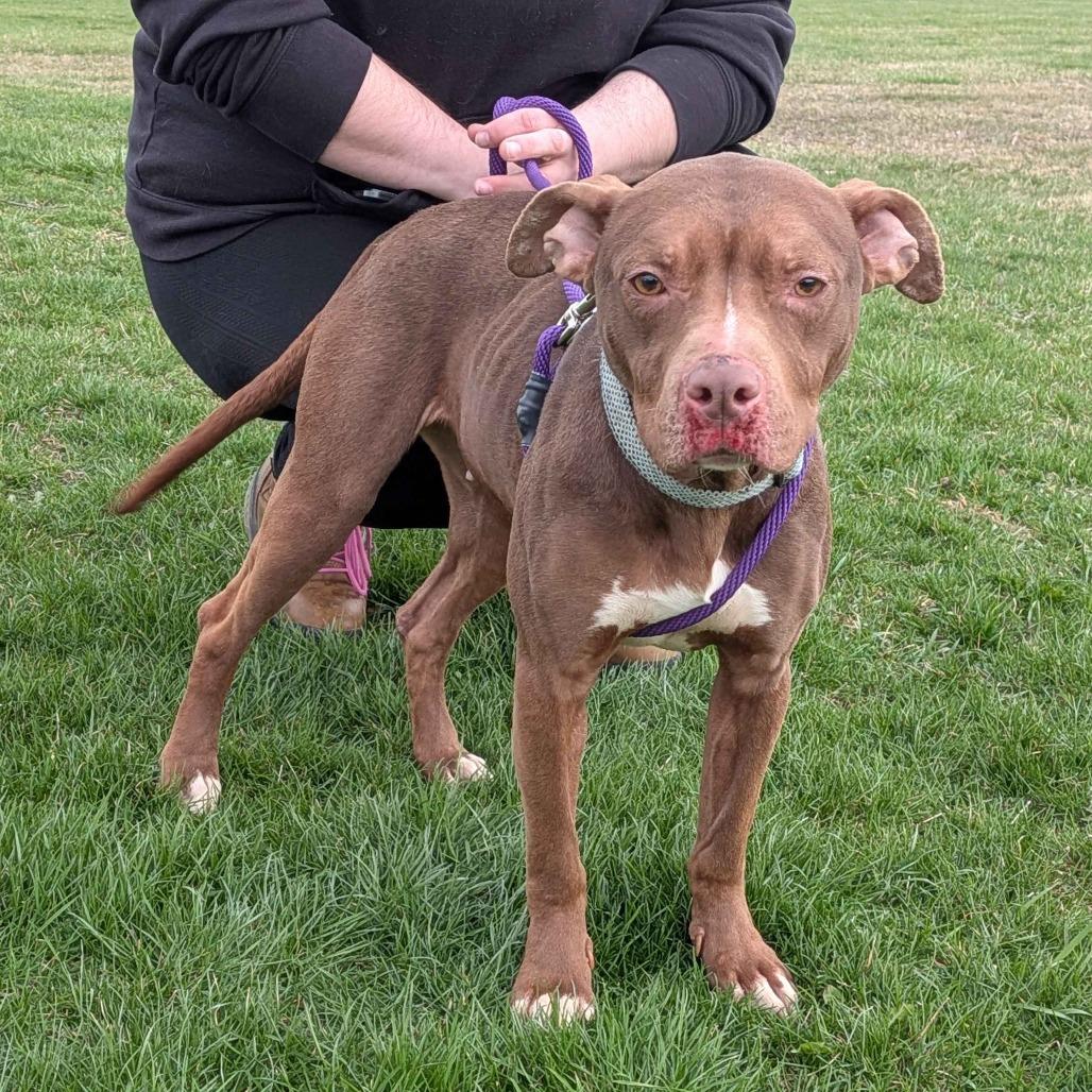 Sarabi, Adoptable, Adult Female Pit Bull Terrier.