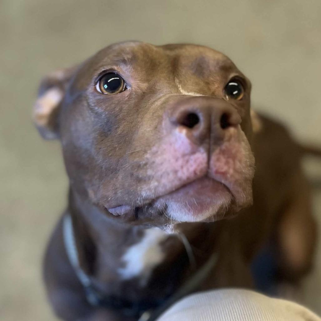 Enlarge Sarabi, a Adoptable Pit Bull Terrier in Marysville, OH image 2/4