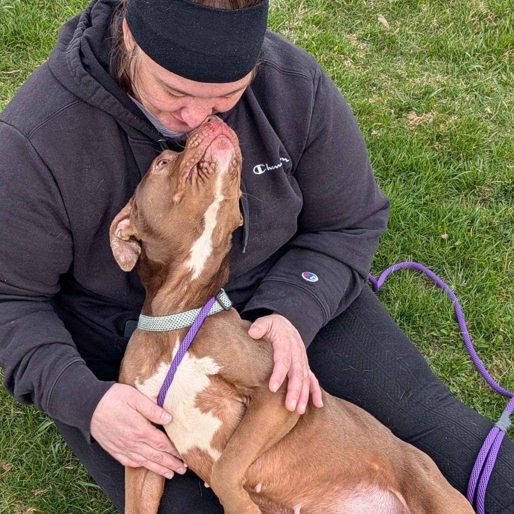 Enlarge Sarabi, a Adoptable Pit Bull Terrier in Marysville, OH image 3/4