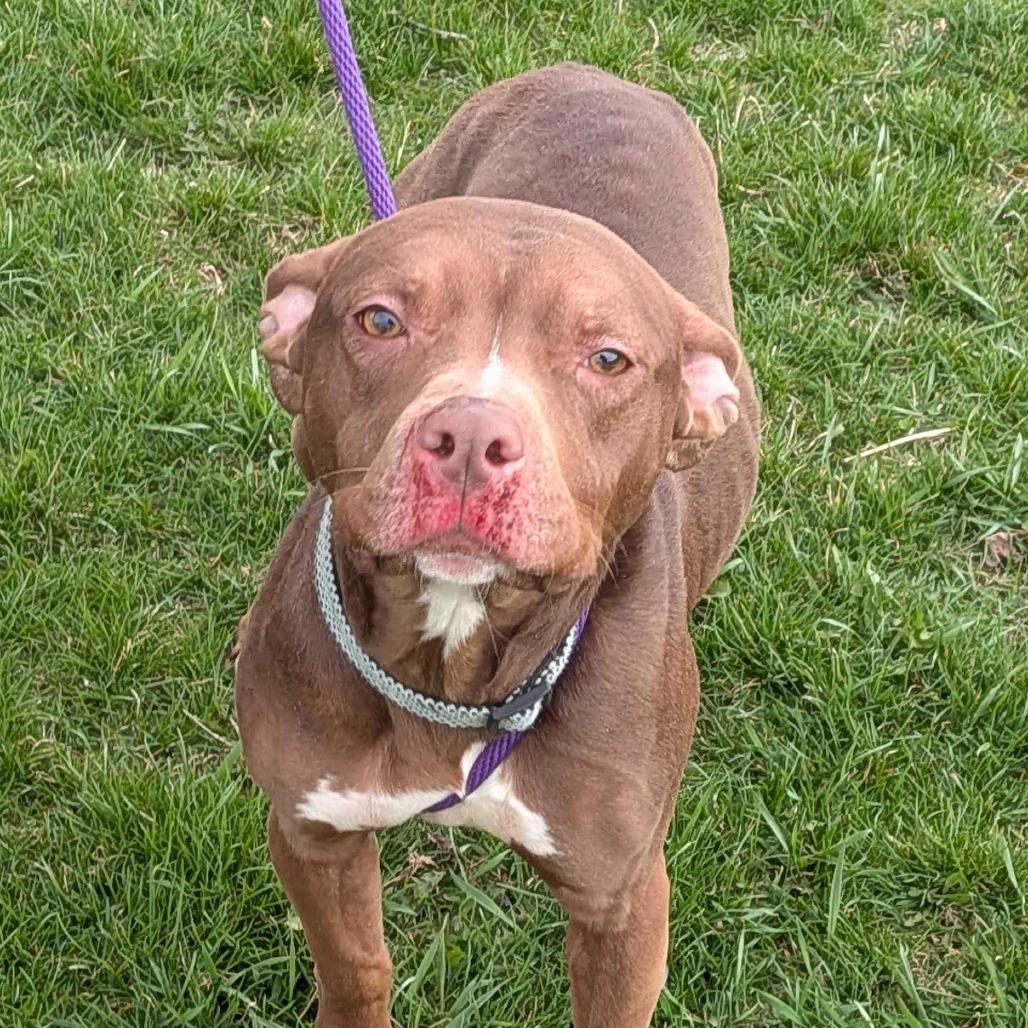 Enlarge Sarabi, a Adoptable Pit Bull Terrier in Marysville, OH image 4/4