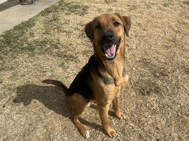 ZEUS, Adoptable, Young Male German Shepherd Dog & Bloodhound.