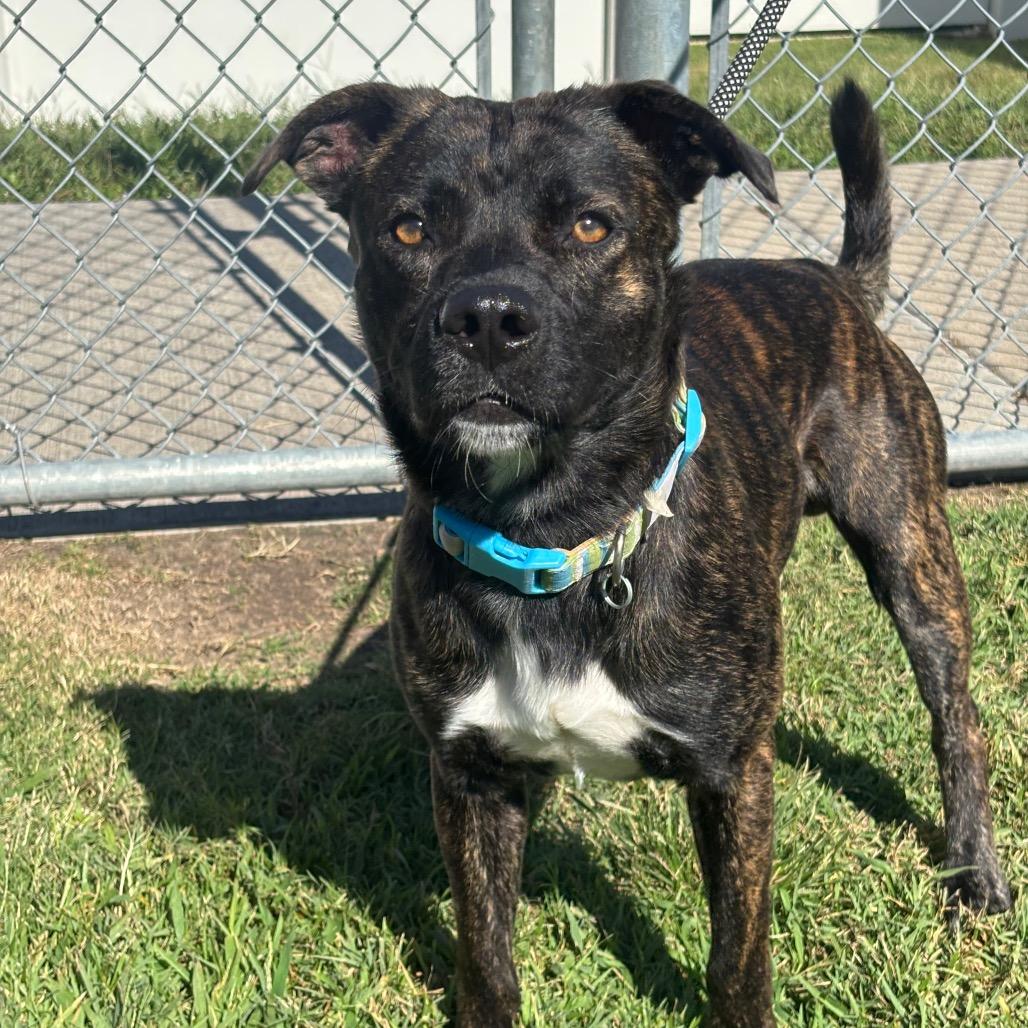 Enlarge Lobo, a Adoptable mixed breed in League City, TX image 2/3