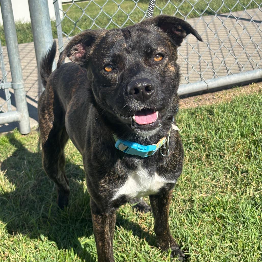 Enlarge Lobo, a Adoptable mixed breed in League City, TX image 3/3