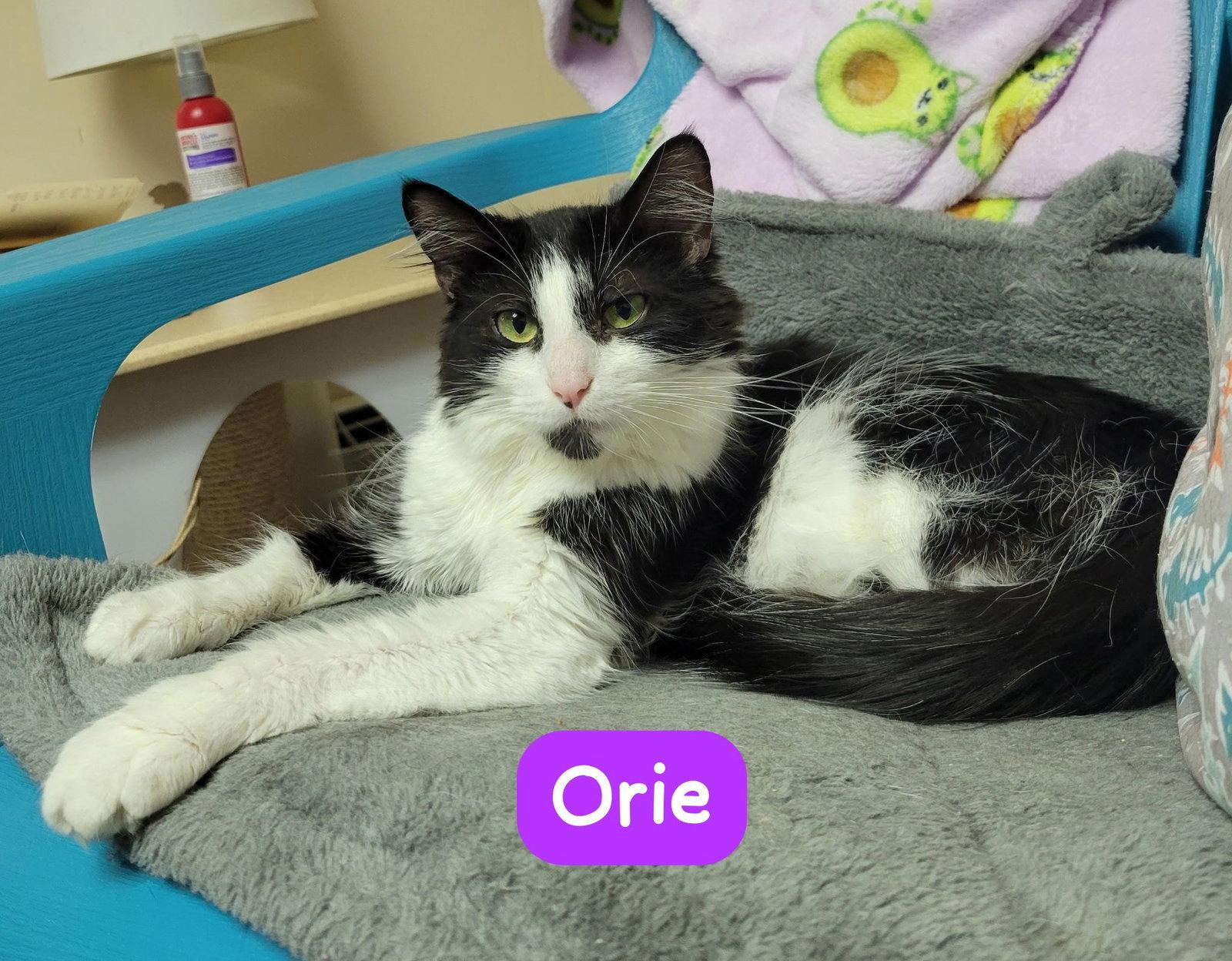Orie, Adoptable, Young Female Domestic Short Hair.