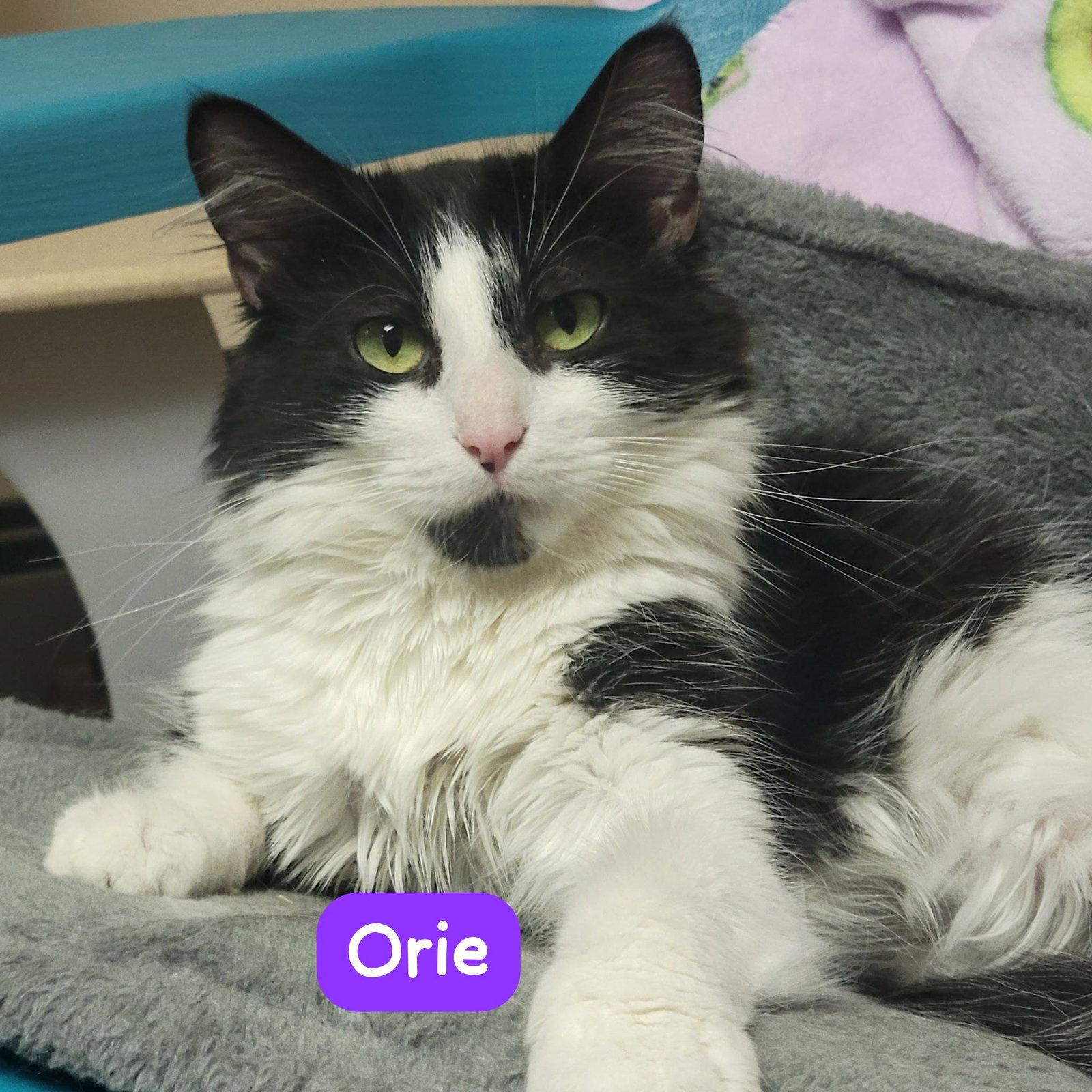 Enlarge Orie, a Adoptable Domestic Short Hair in Spring Lake, NJ image 2/3