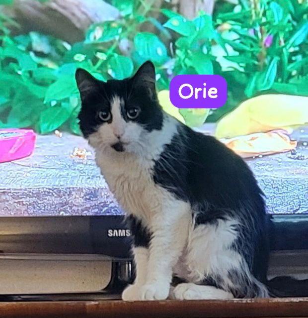 Enlarge Orie, a Adoptable Domestic Short Hair in Spring Lake, NJ image 3/3