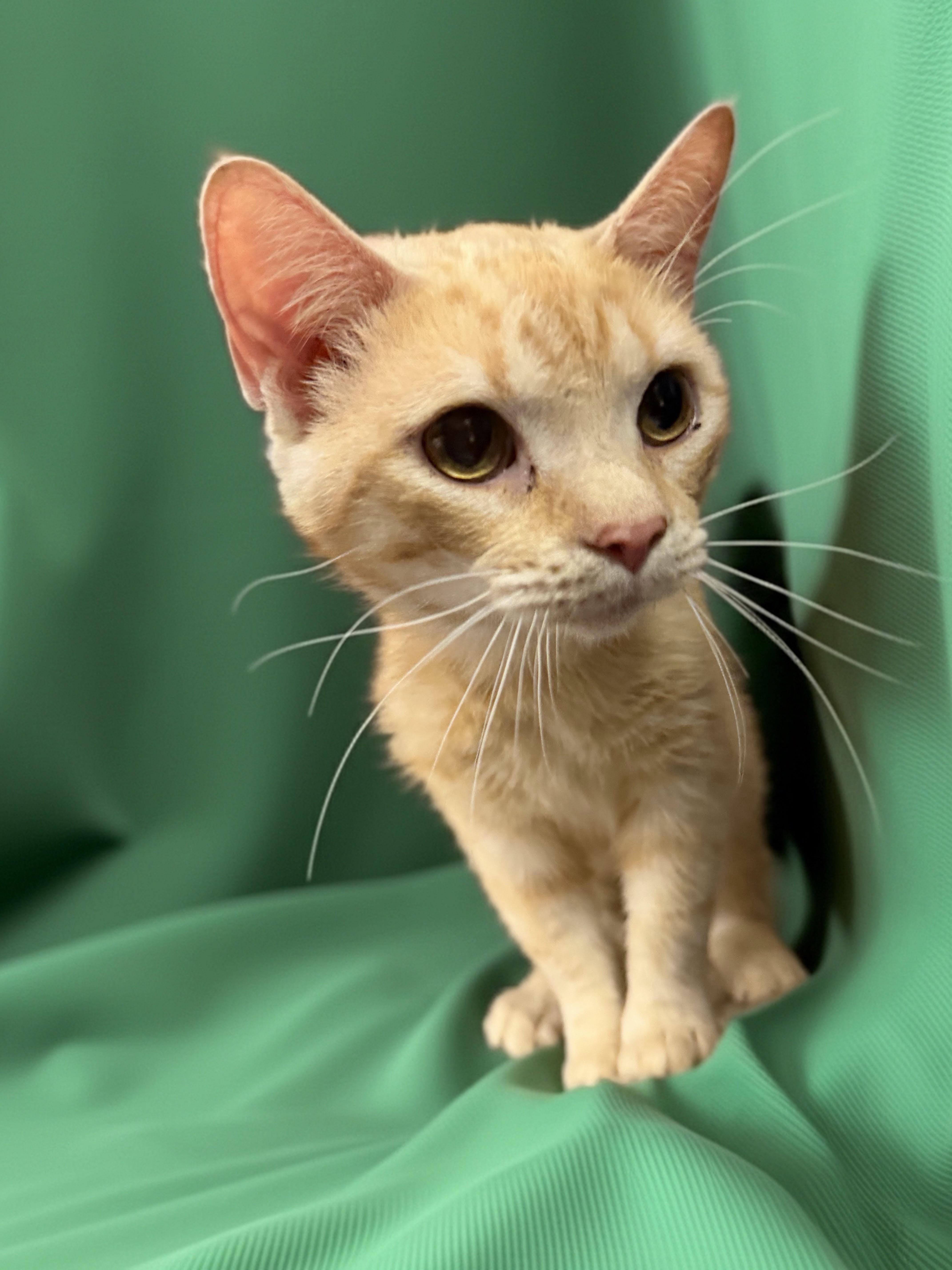 Enlarge Biscuit, an adopted Domestic Short Hair in Syosset, NY image 4/4