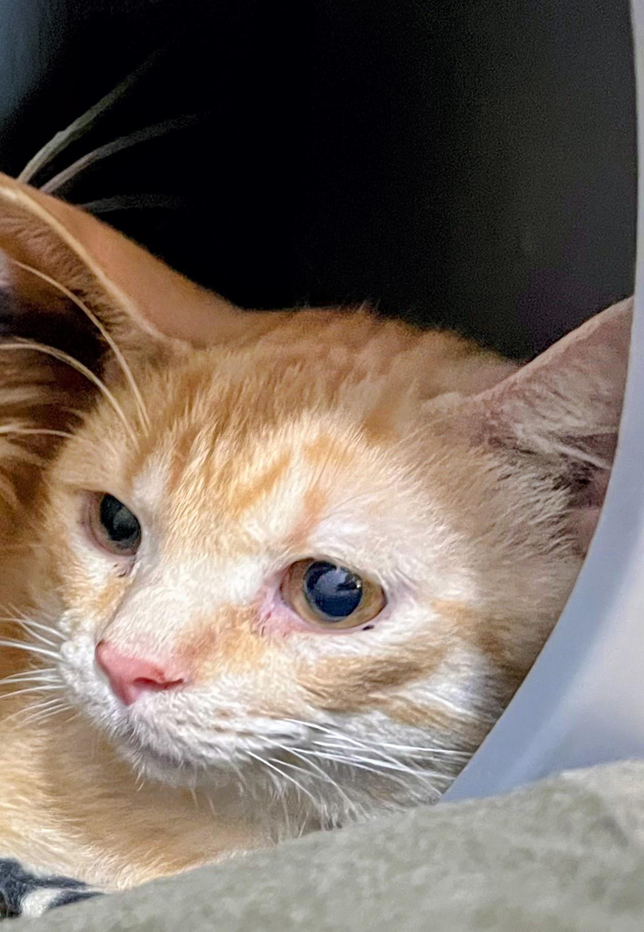 Enlarge Biscuit, an adopted Domestic Short Hair in Syosset, NY image 1/4