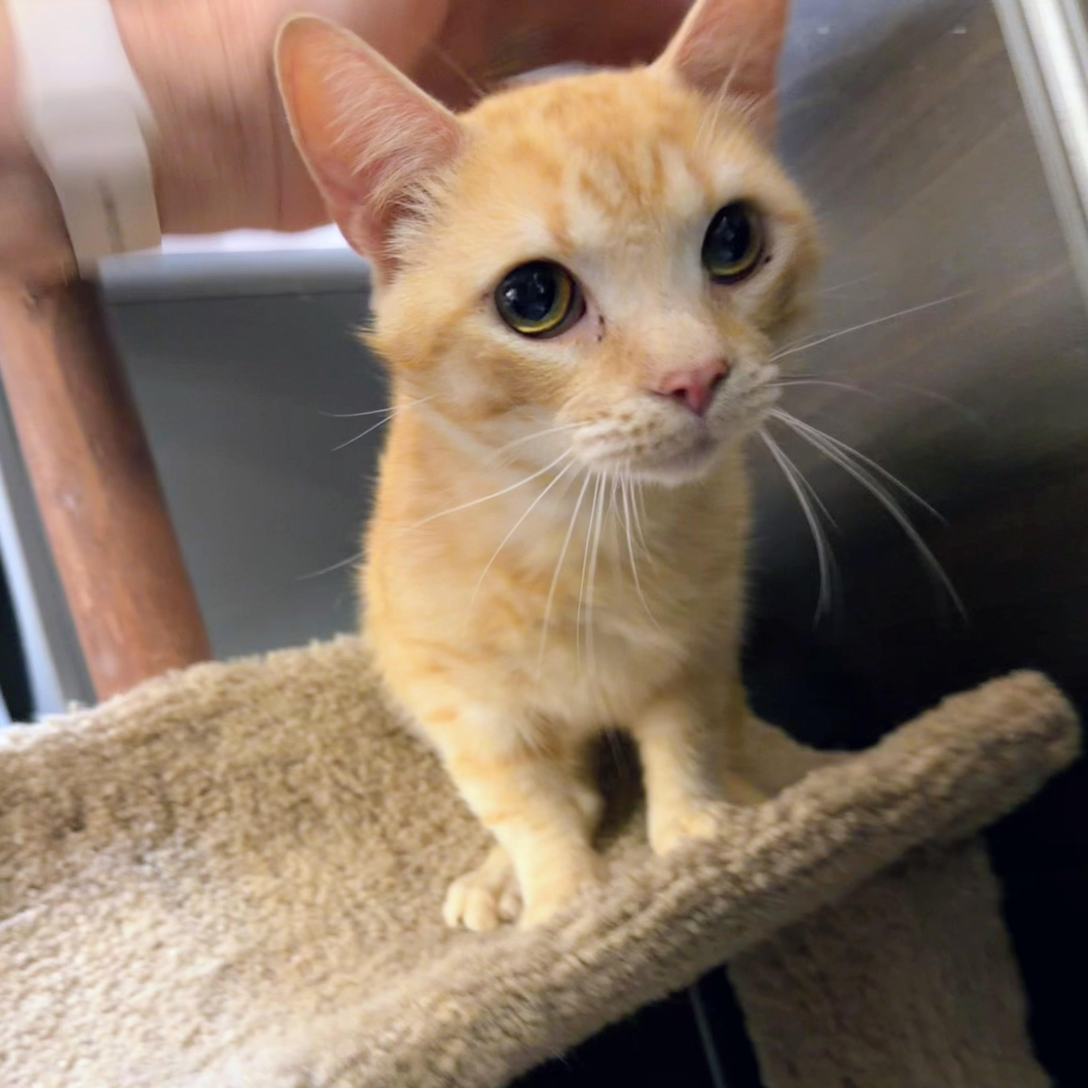 Enlarge Biscuit, an adopted Domestic Short Hair in Syosset, NY image 2/4