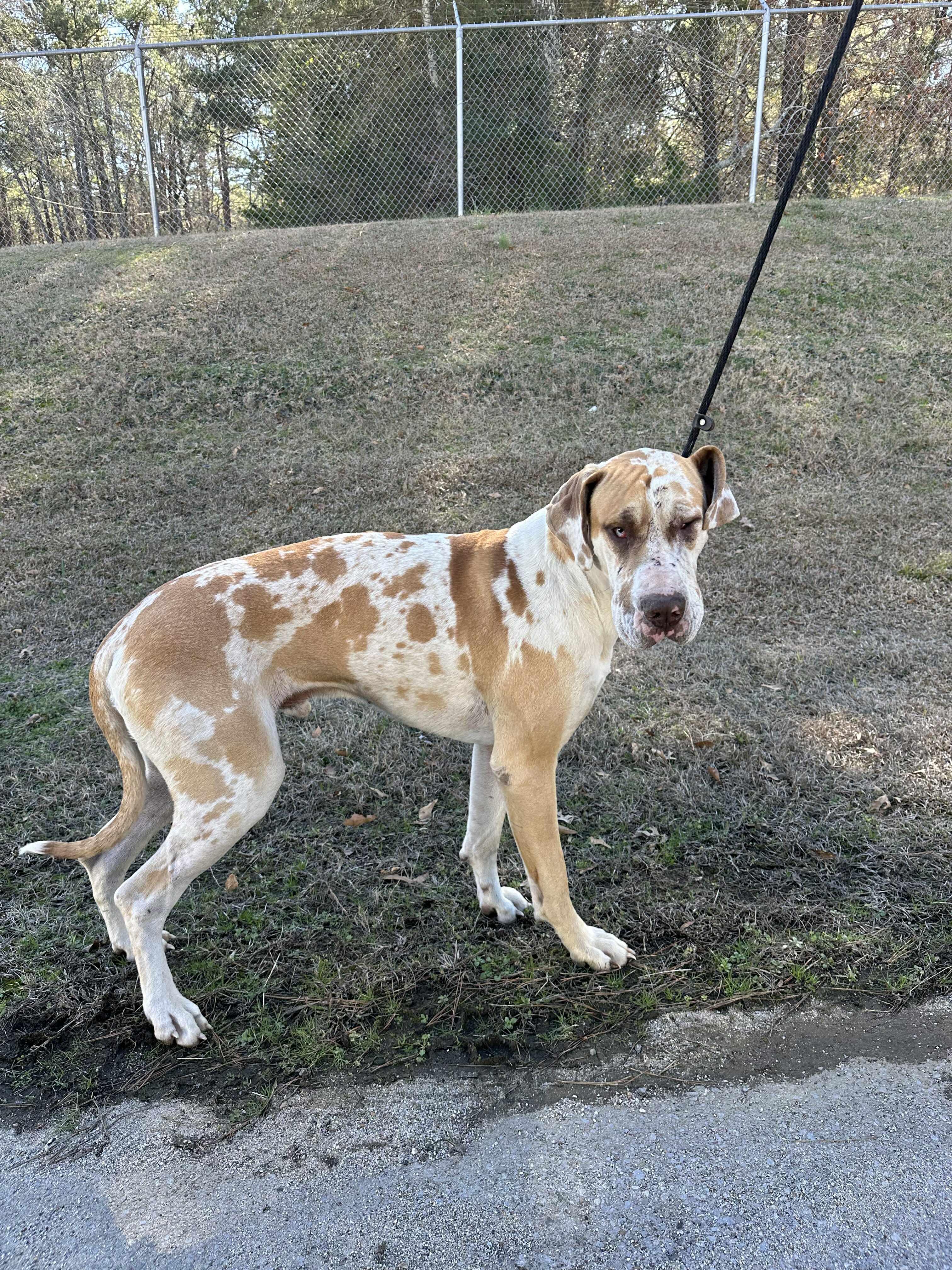 Ducky, adopted, Young Male Great Dane.