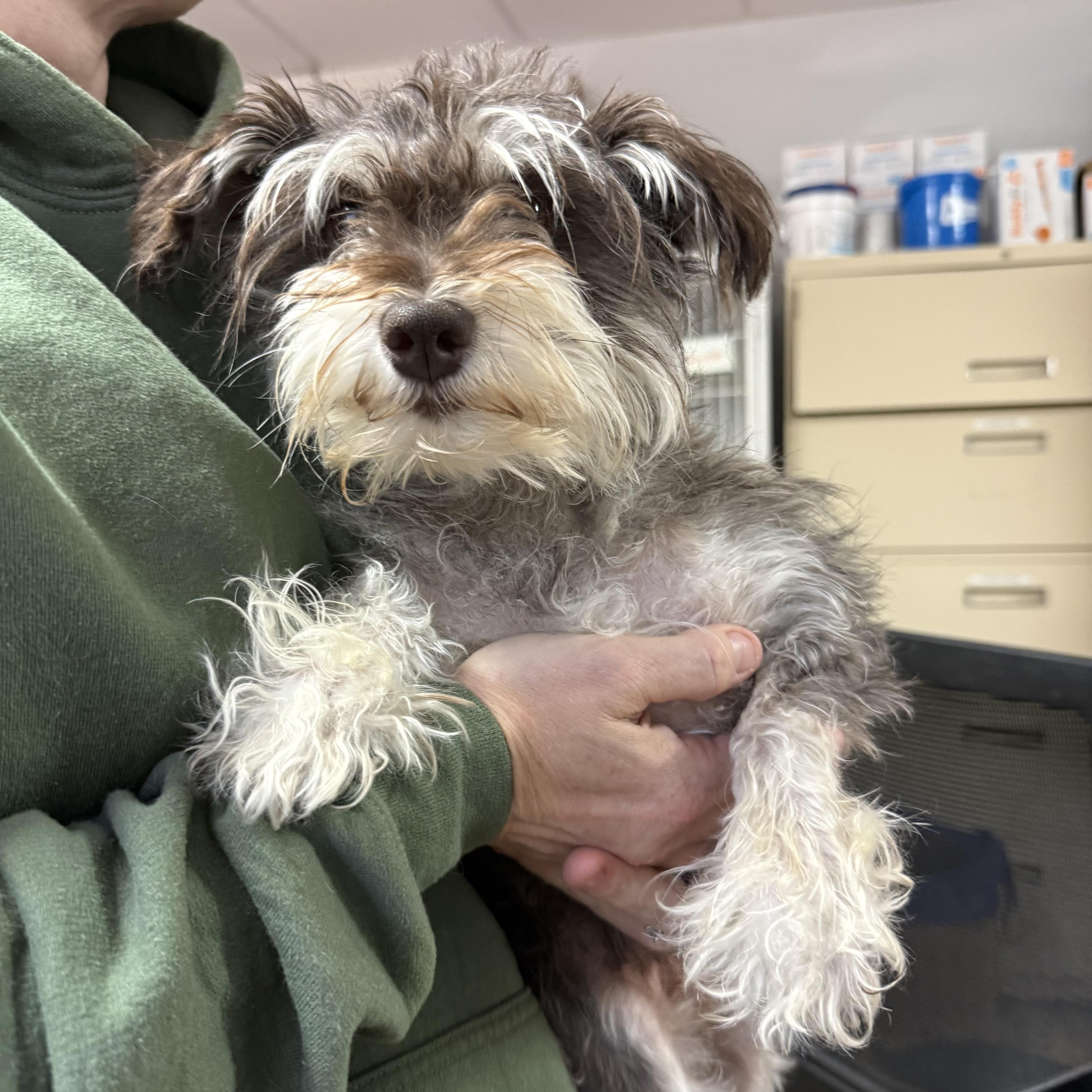 Enlarge Sparkle Smash, an adopted Miniature Schnauzer in Columbia, SC image 3/4