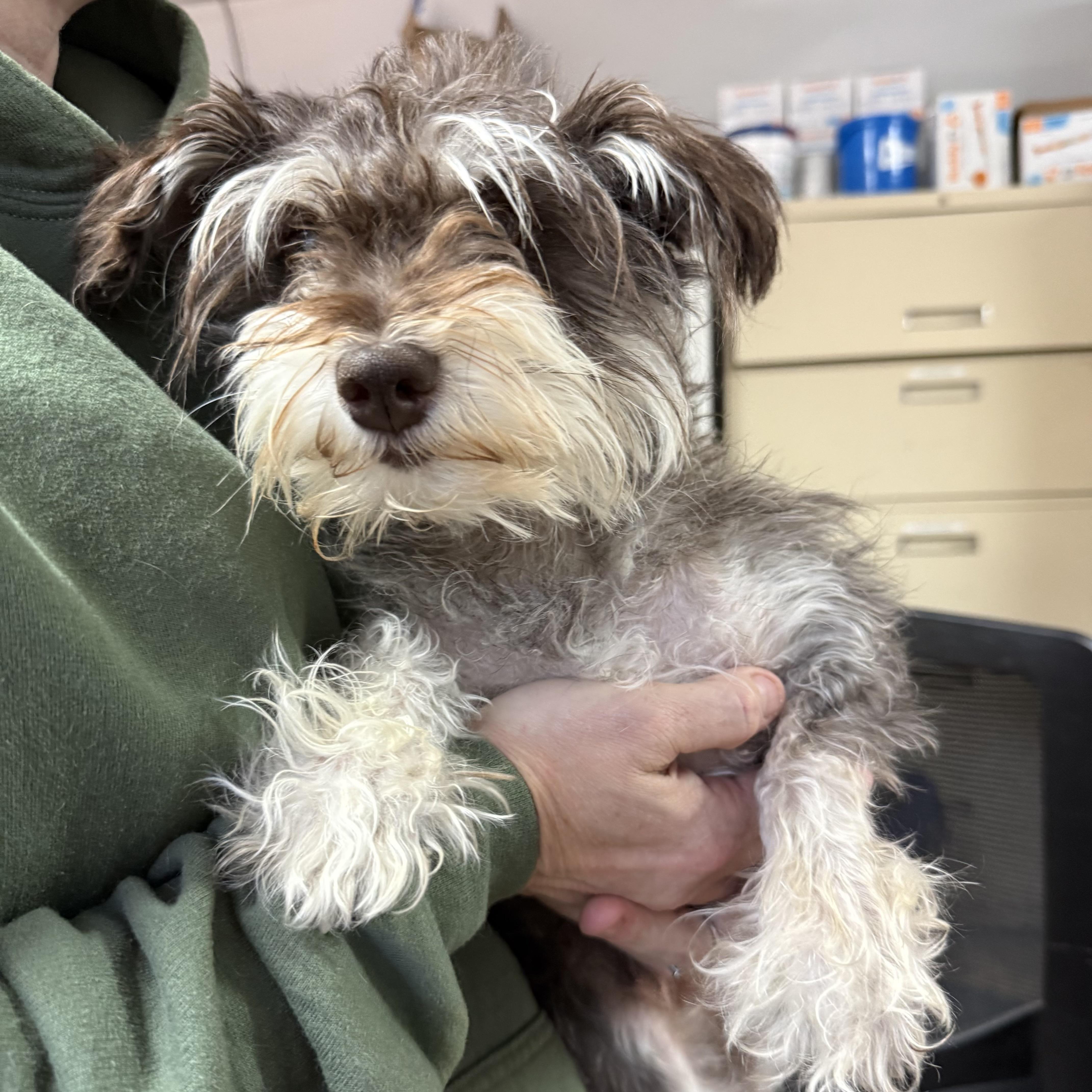 Enlarge Sparkle Smash, an adopted Miniature Schnauzer in Columbia, SC image 4/4