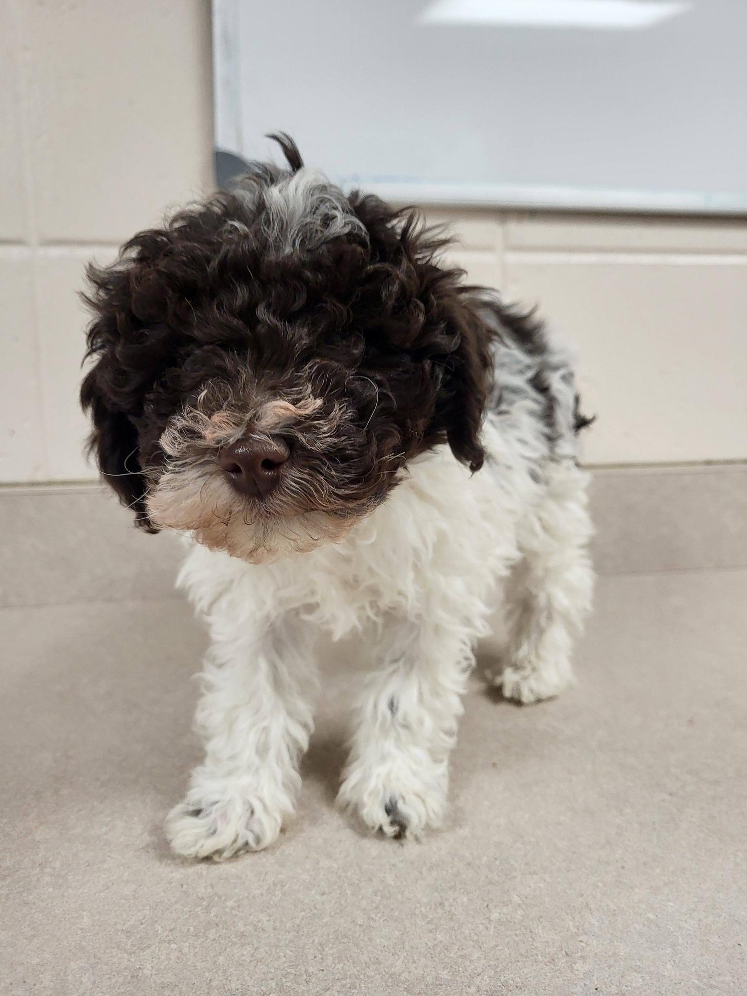 Enlarge Dakota, an adopted mixed breed in Chilton, WI image 6/6