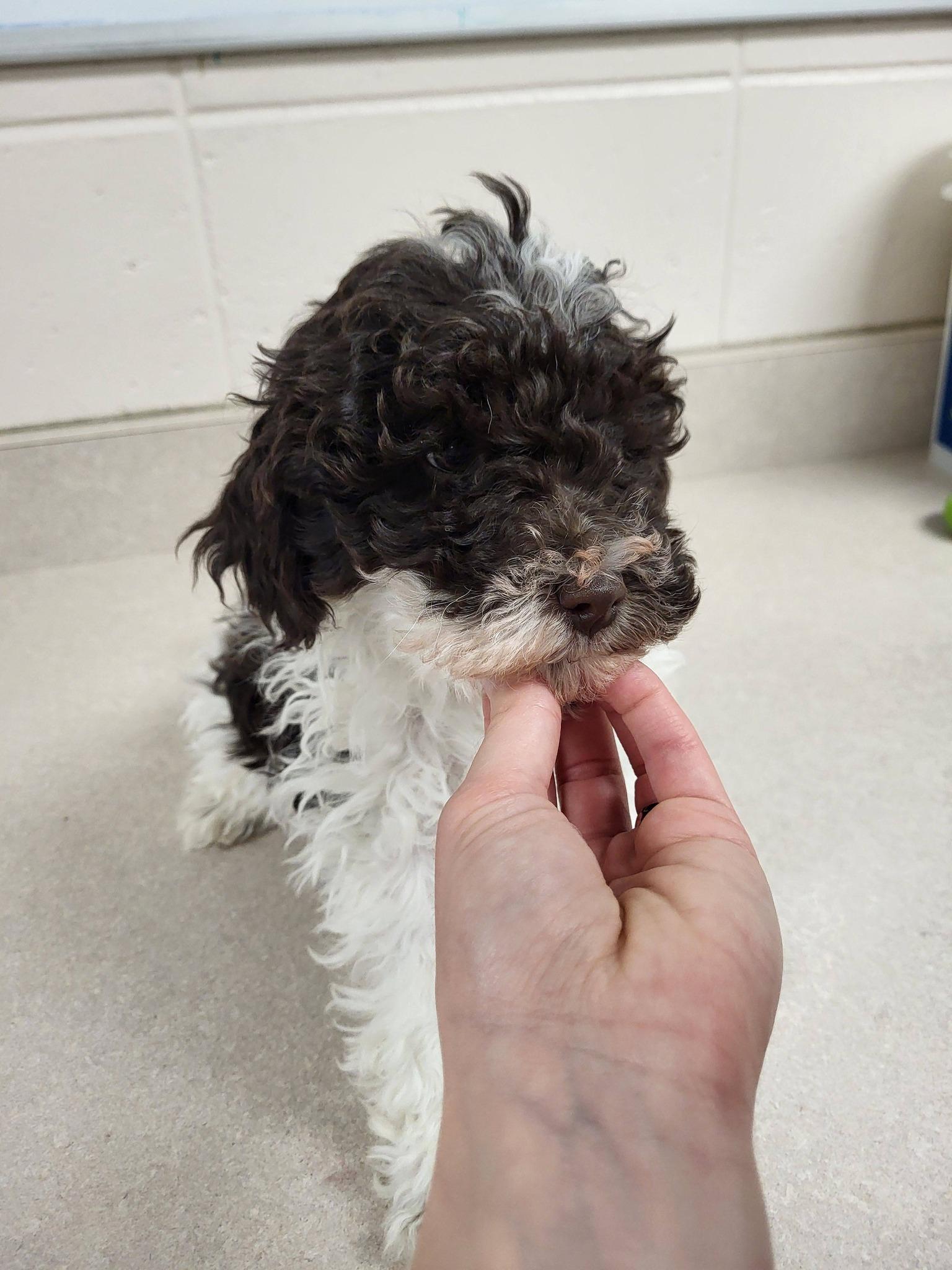 Enlarge Dakota, an adopted mixed breed in Chilton, WI image 4/6