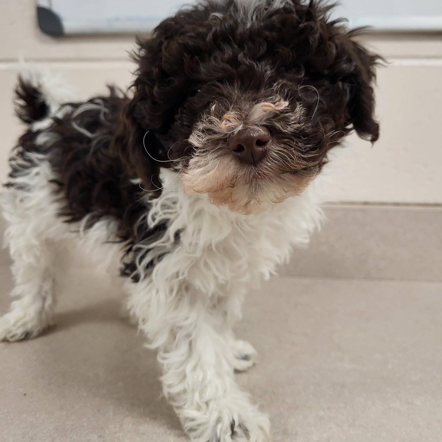 Enlarge Dakota, an adopted mixed breed in Chilton, WI image 1/6