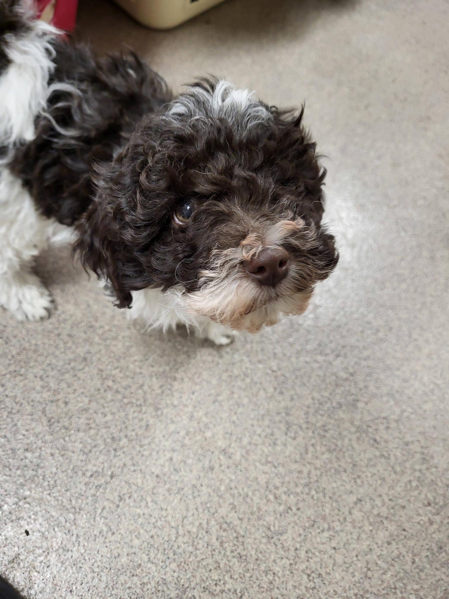 Enlarge Dakota, an adopted mixed breed in Chilton, WI image 3/6