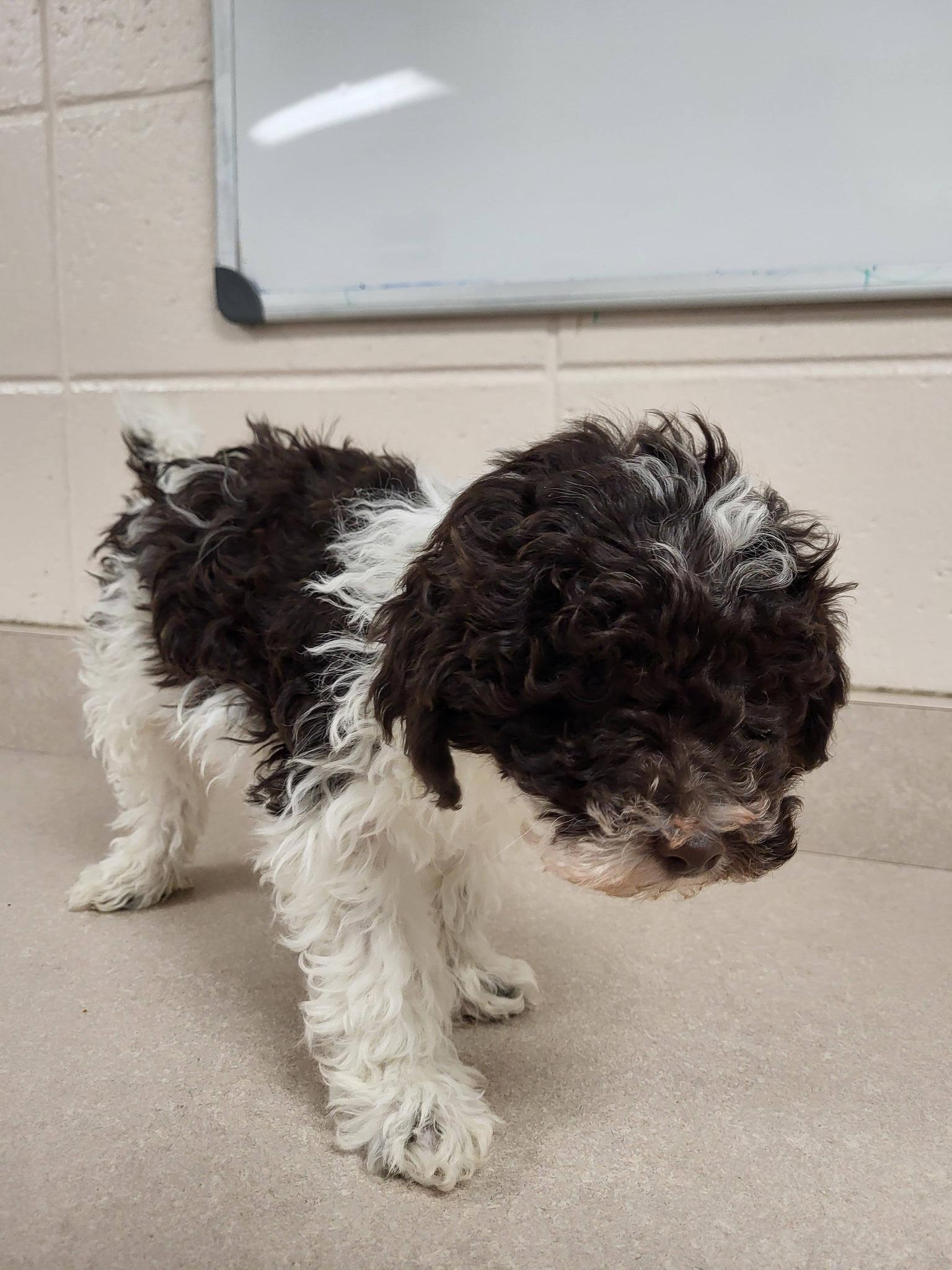 Enlarge Dakota, an adopted mixed breed in Chilton, WI image 5/6