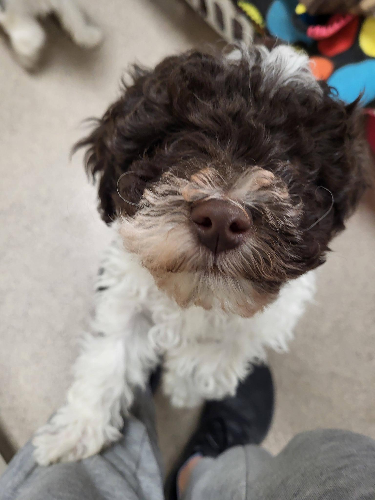 Enlarge Dakota, an adopted mixed breed in Chilton, WI image 2/6