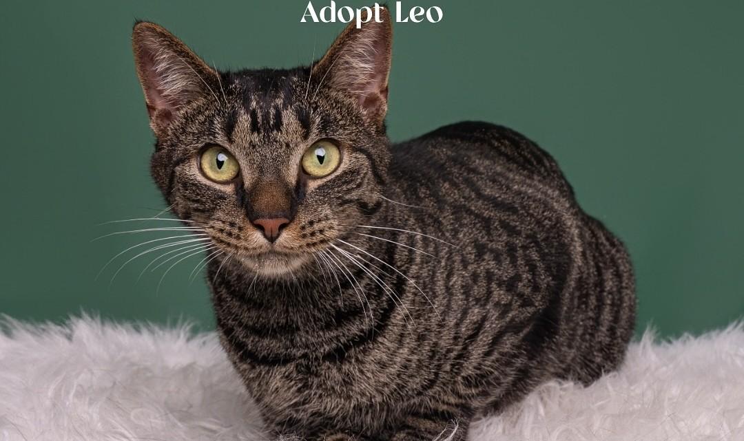 Leo, Adoptable, Young Male Domestic Short Hair.