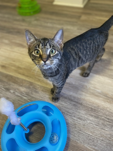 Leo, a Adoptable Domestic Short Hair in Burgaw, NC image 3/3