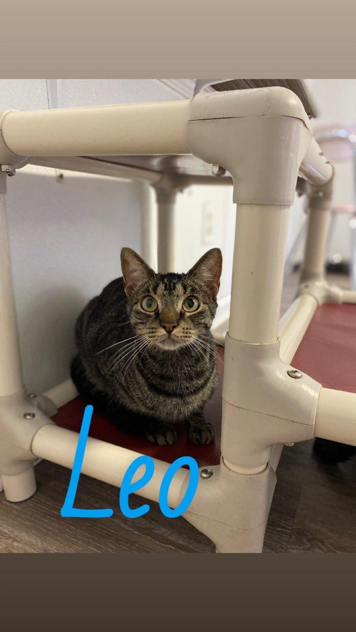 Leo