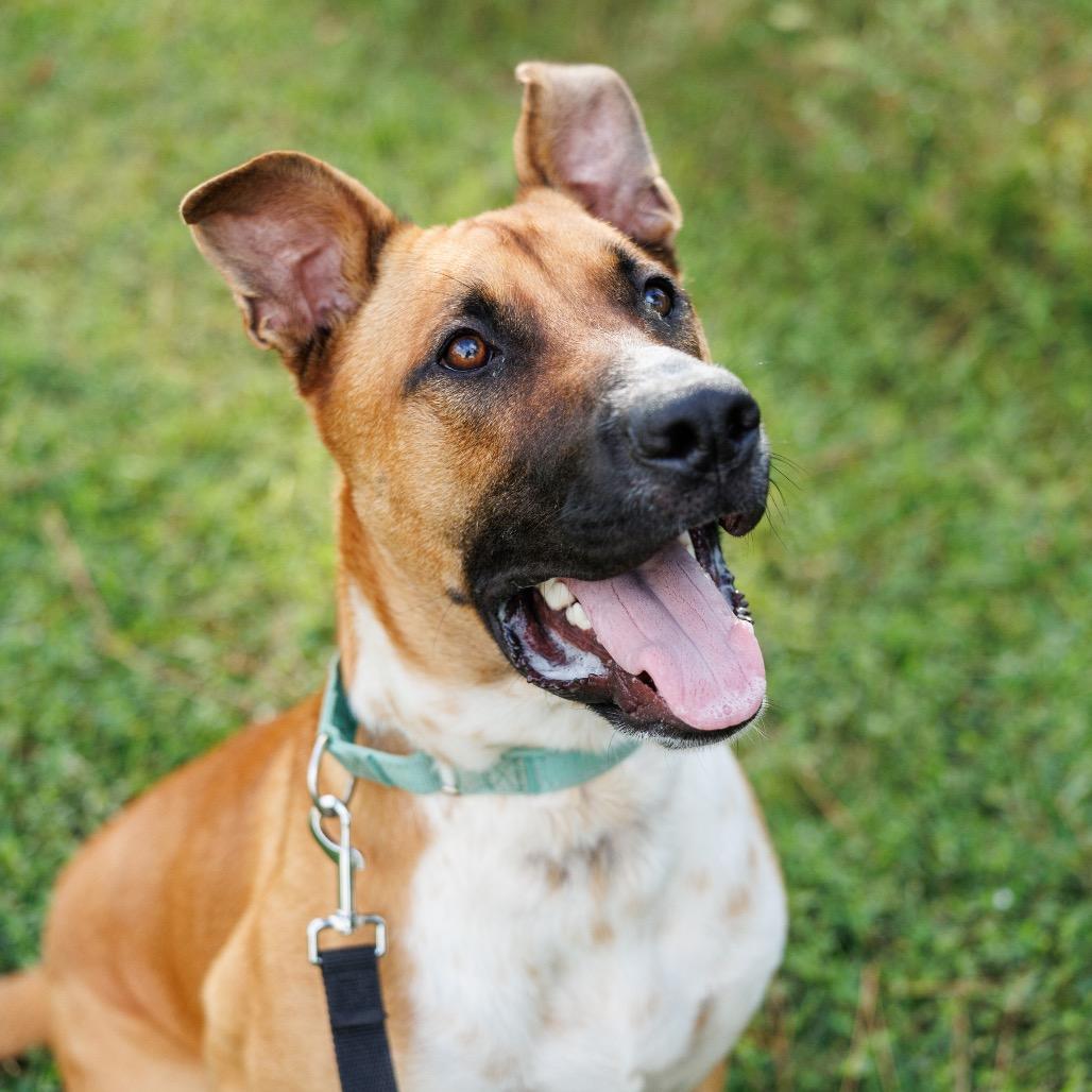 Bocelli, a Adoptable mixed breed in Valdosta , GA image 1/6