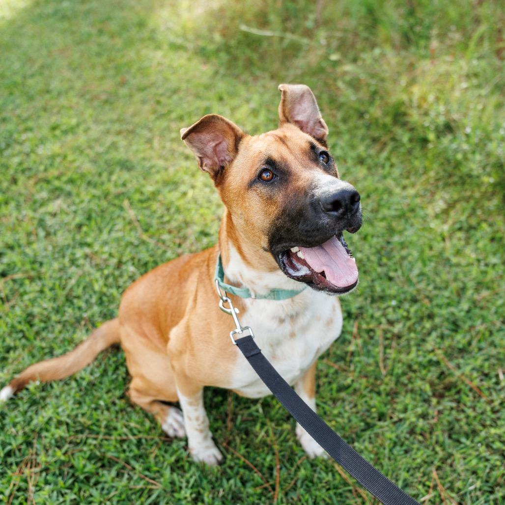 Enlarge Bocelli, a Adoptable mixed breed in Valdosta , GA image 1/6