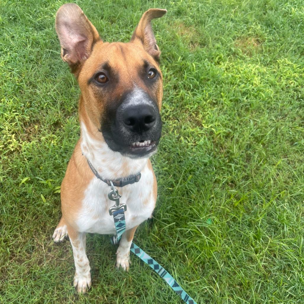 Bocelli, a Adoptable mixed breed in Valdosta , GA image 4/6