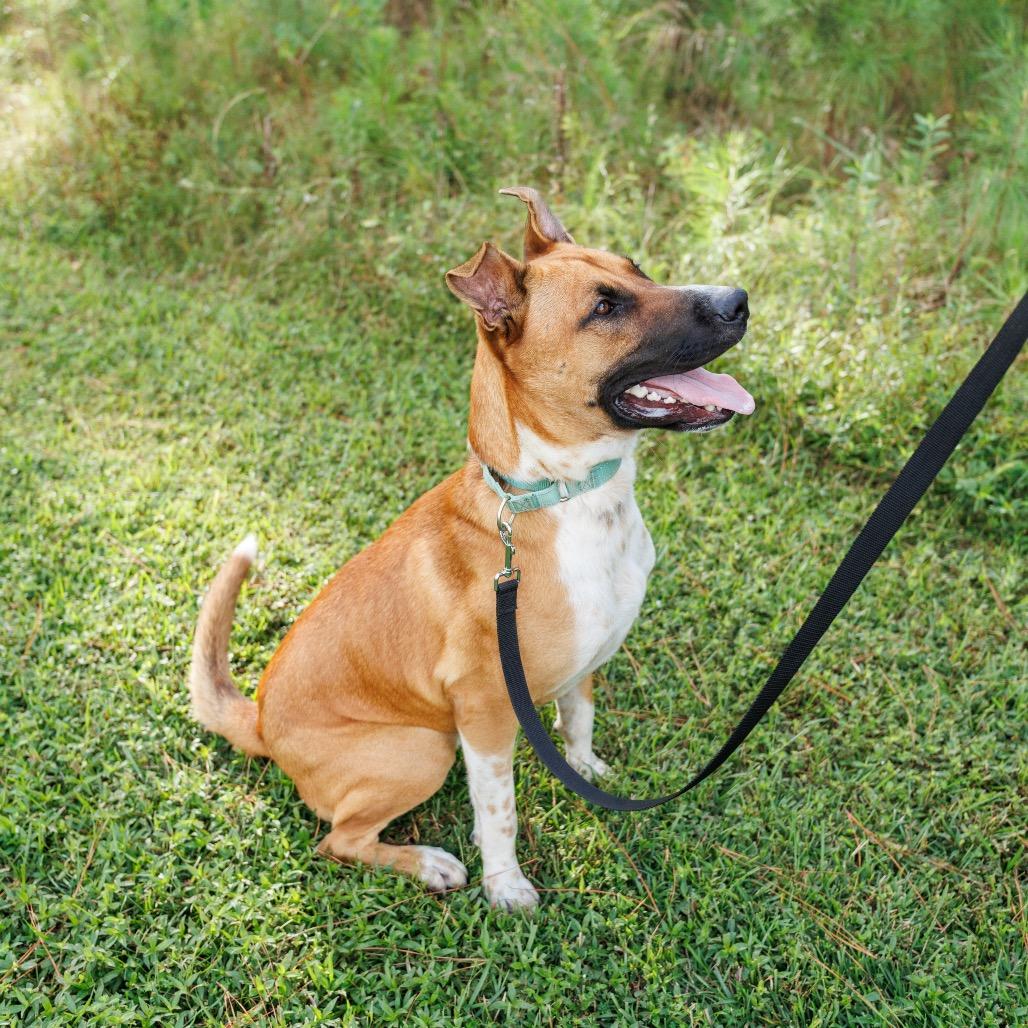 Bocelli, a Adoptable mixed breed in Valdosta , GA image 5/6