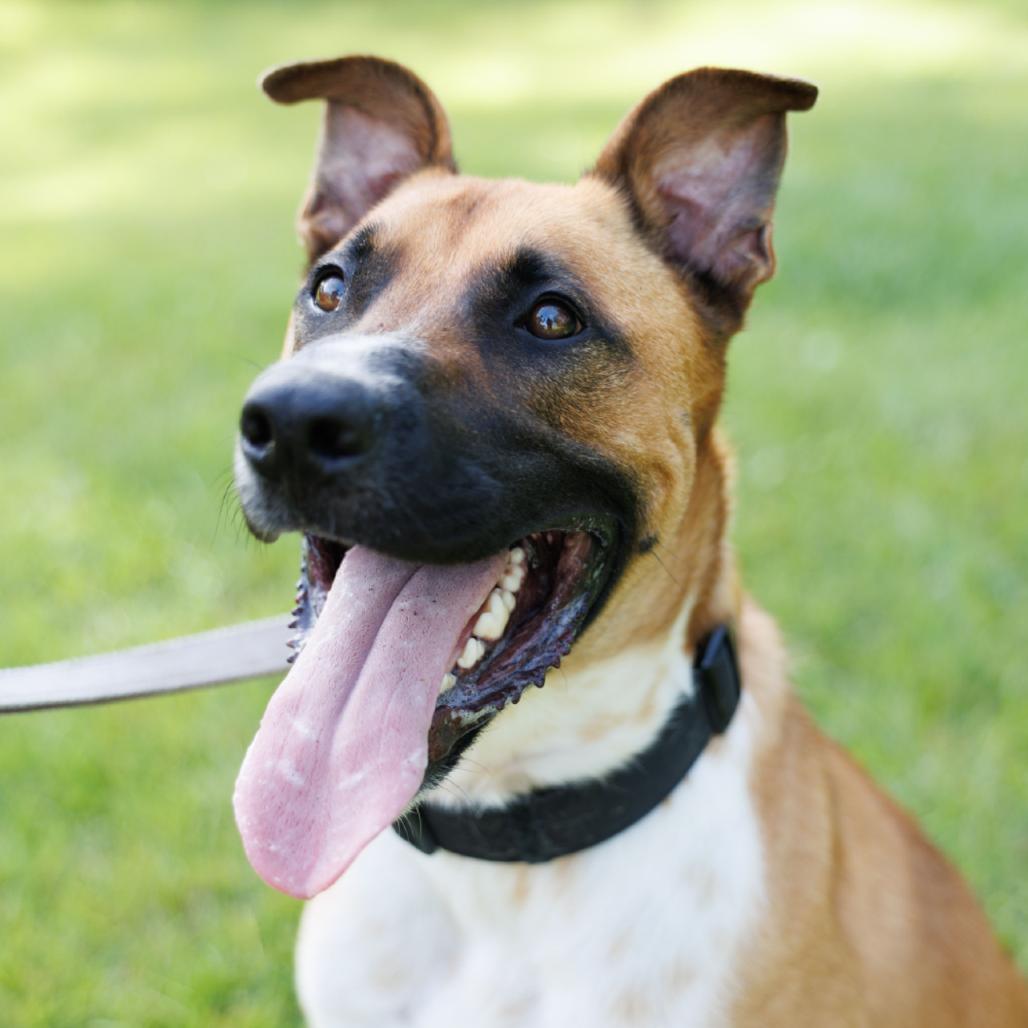 Enlarge Bocelli, a Adoptable mixed breed in Valdosta , GA image 5/6