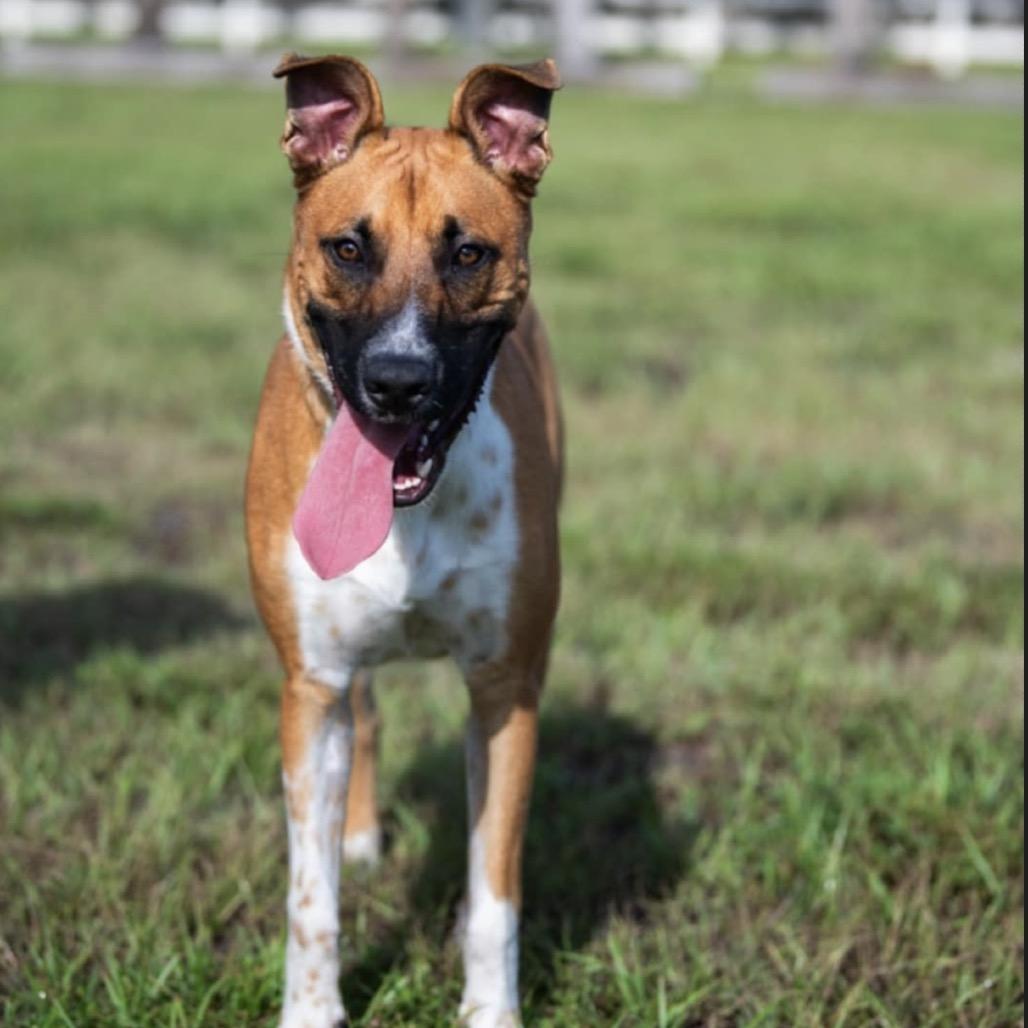 Bocelli, a Adoptable mixed breed in Valdosta , GA image 6/6