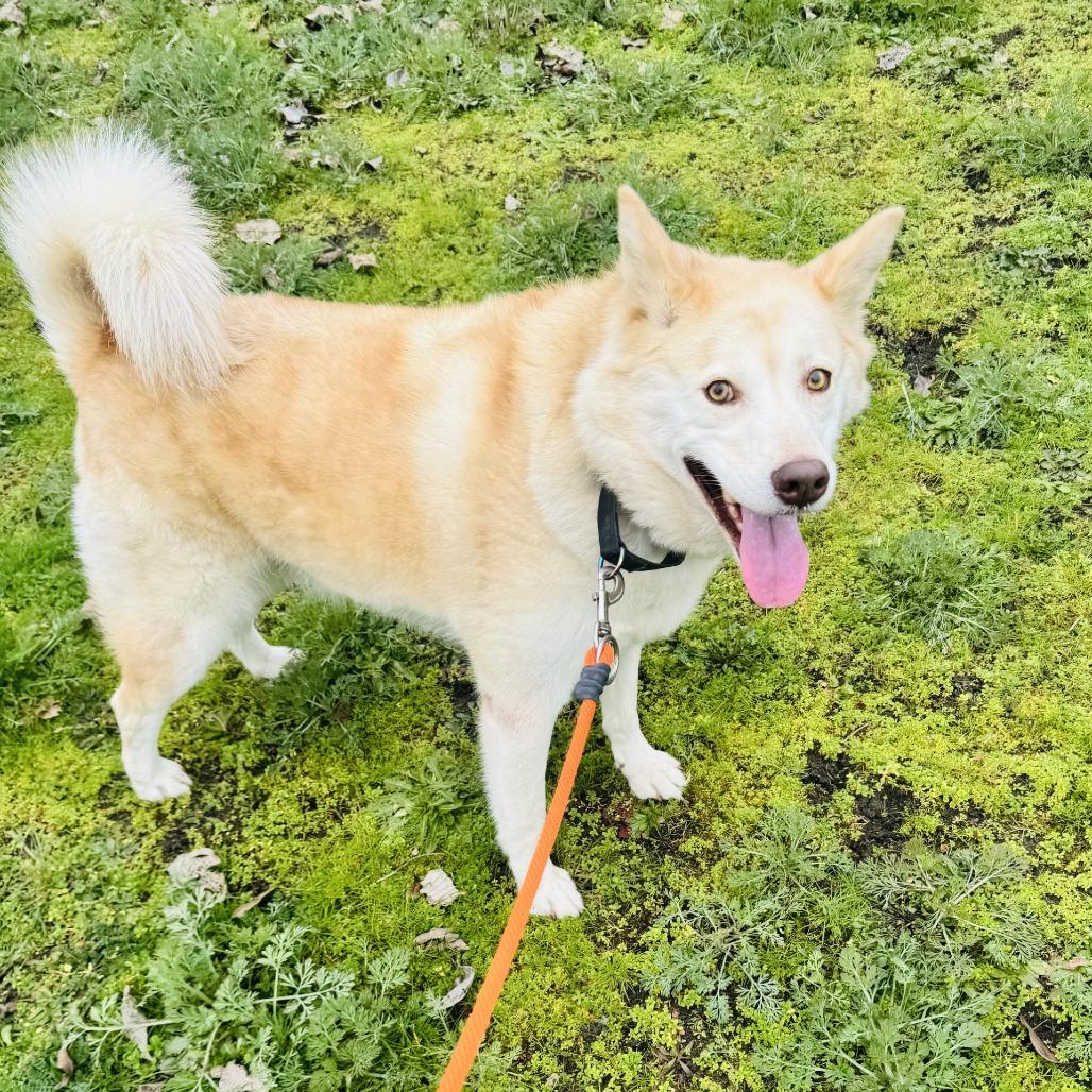 Blue, Adoptable, Adult Female Siberian Husky.