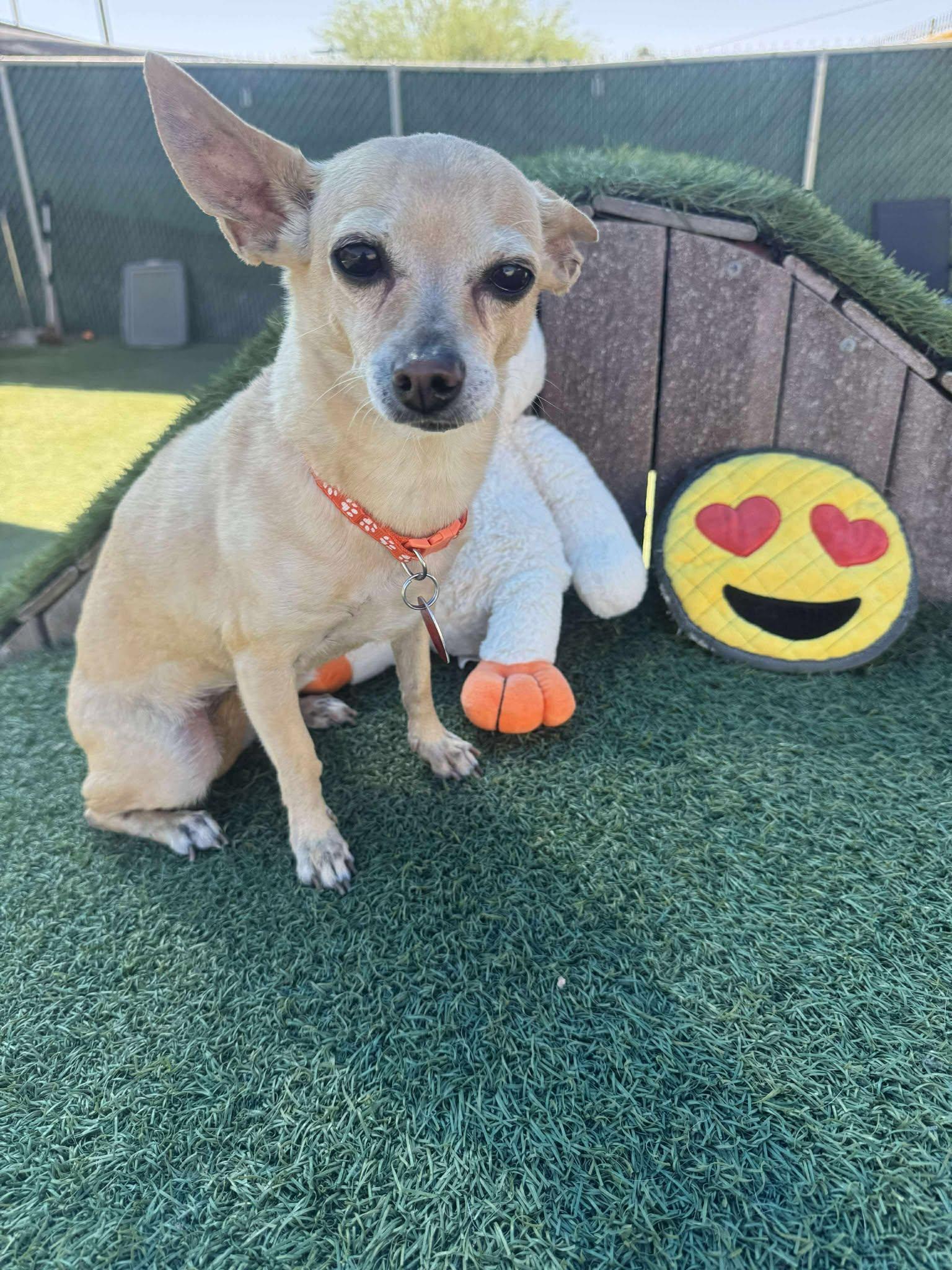 Gina, Adopted, Adult Female Chihuahua.